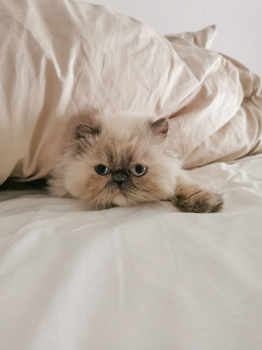 القطط الهيمالايا من اجمل القطط - Petfriend stores بتفريند ستورز