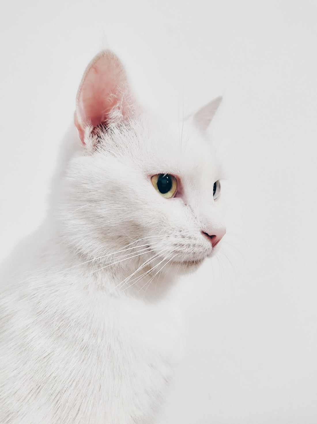 افضل انواع دراي فود القطط - Petfriend stores بتفريند ستورز