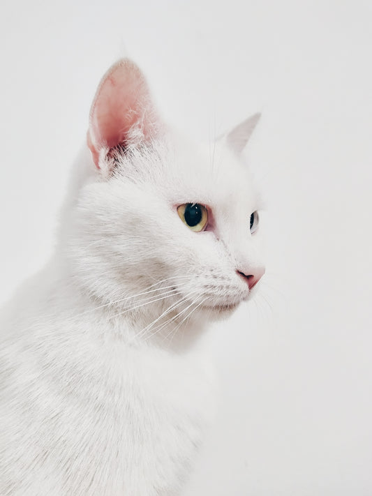 افضل انواع دراي فود القطط - Petfriend stores بتفريند ستورز
