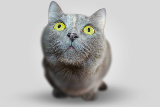 علامات زواج القطط - Petfriend stores بتفريند ستورز