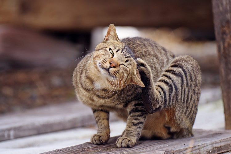 Fleas , ticks medications - Petfriend stores بتفريند ستورز