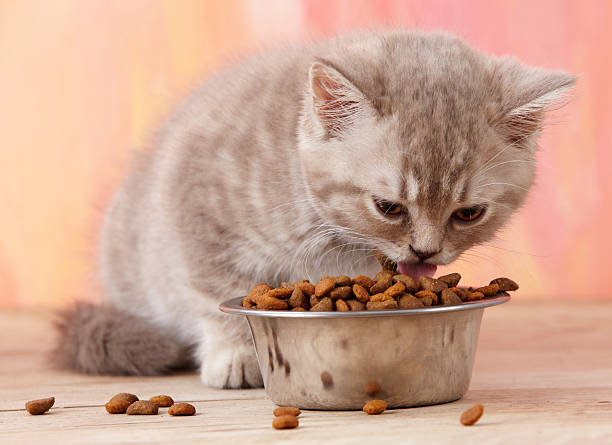 Cat dry food - Petfriend stores بتفريند ستورز