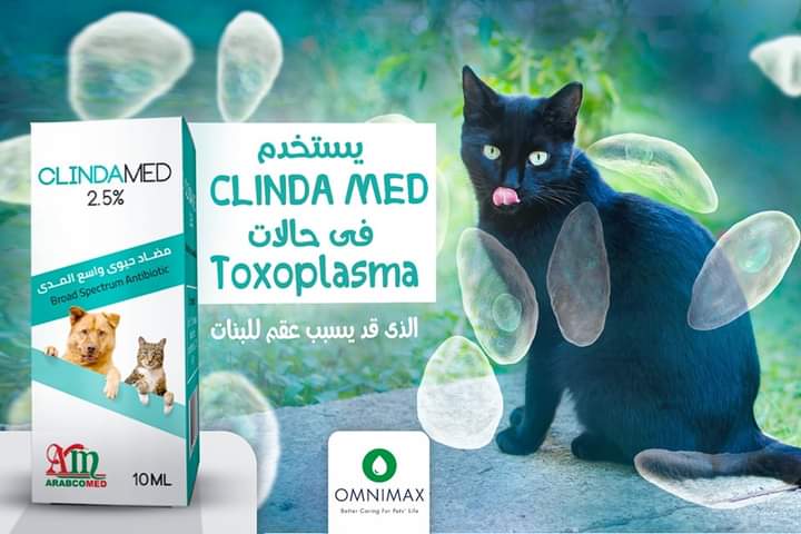 لعلاج مرض القطط البنات - كلينداميد