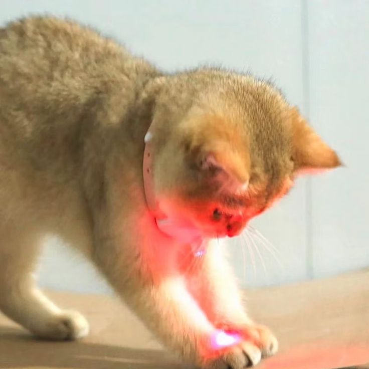 Laser teasing cat toy