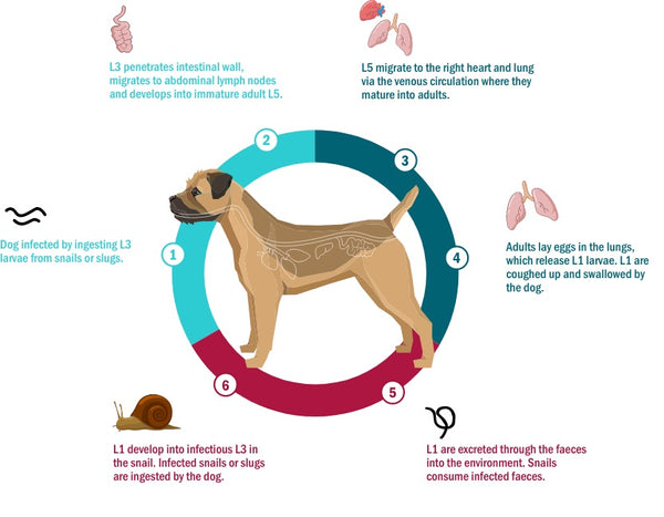 Deworming dogs